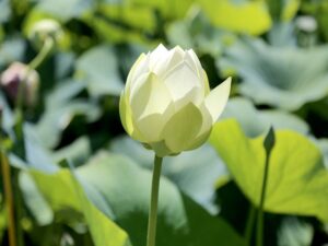 BÀI 2. TÌM HIỂU VỀ CÁC TUYẾN NỘI TIẾT TRÊN CƠ THỂ
