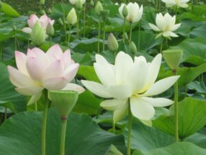 BÀI 3. TÌM HIỂU VỀ 12 CHÍNH KINH